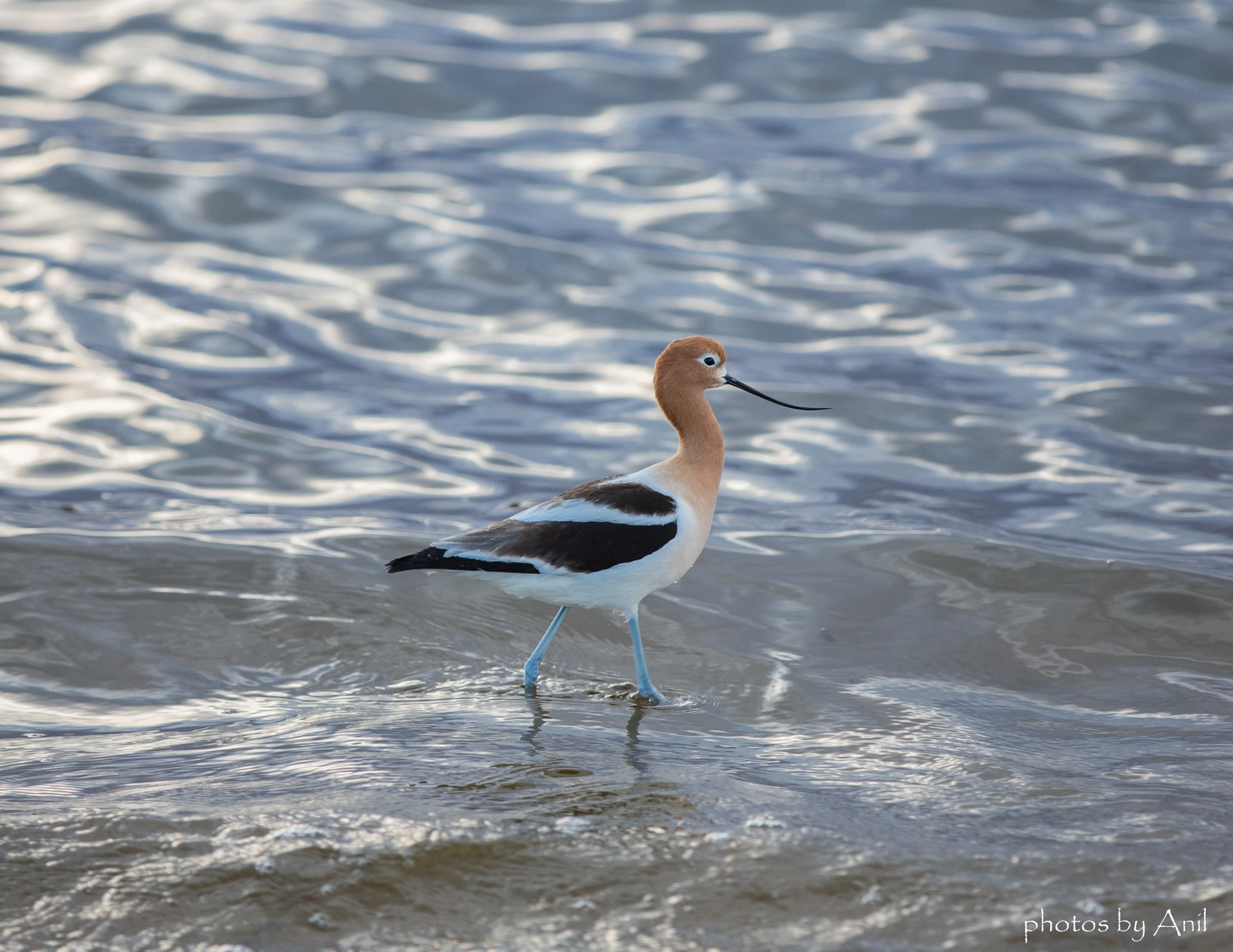 Bird photograph by Anil Somaia