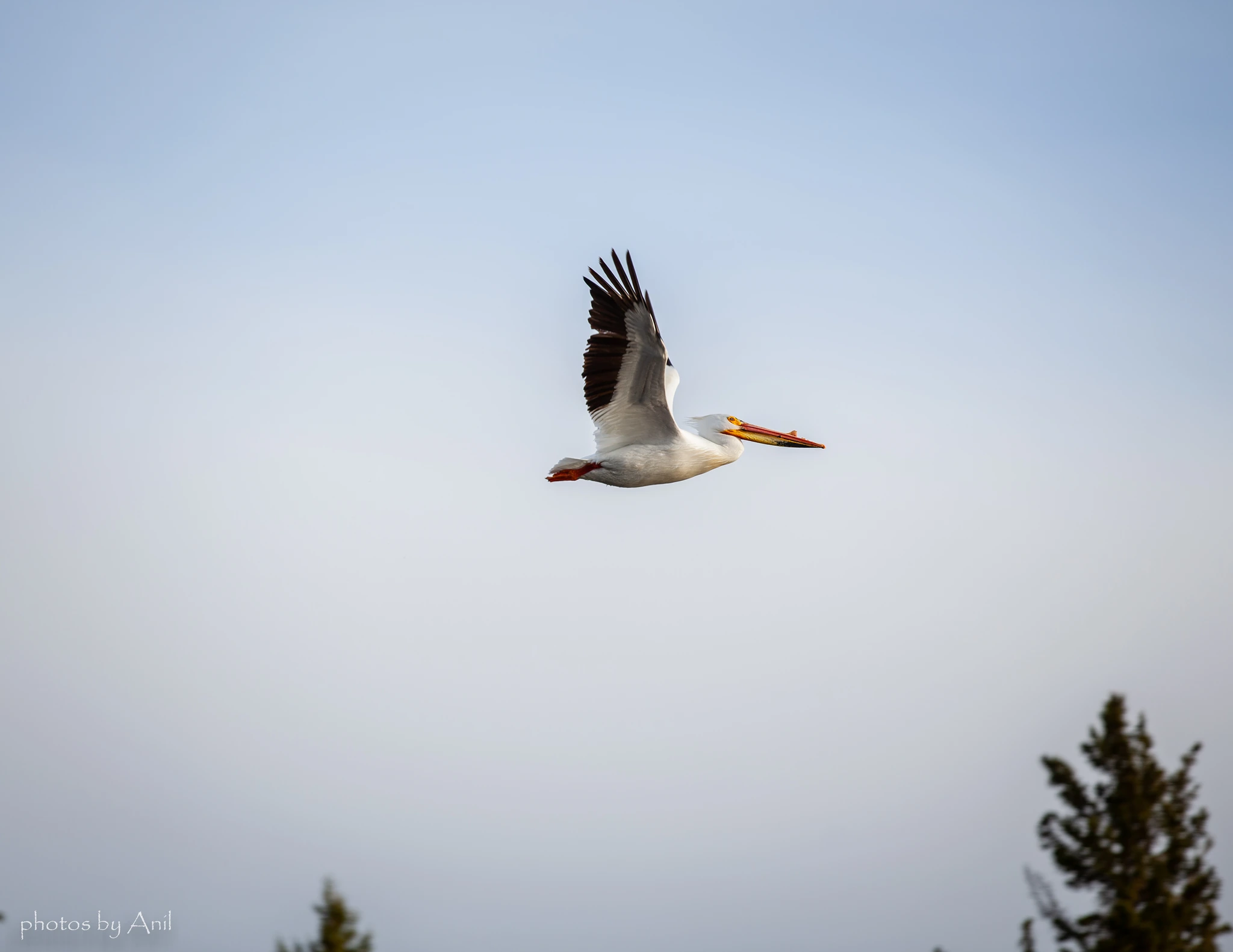 Bird photograph by Anil Somaia