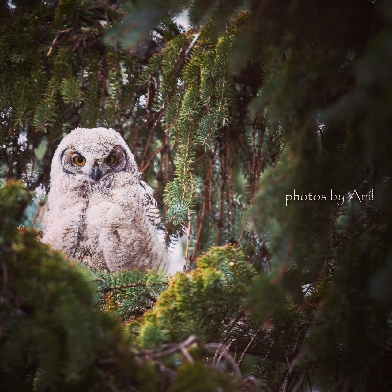 Bird photograph by Anil Somaia