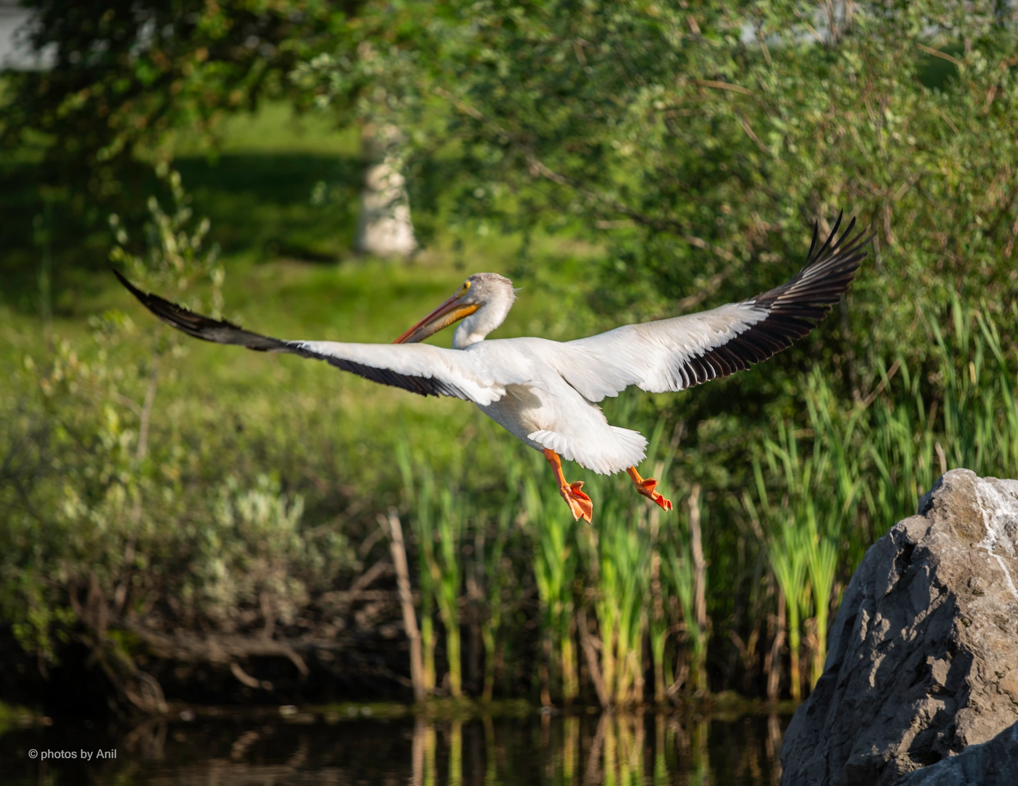 Bird photograph by Anil Somaia