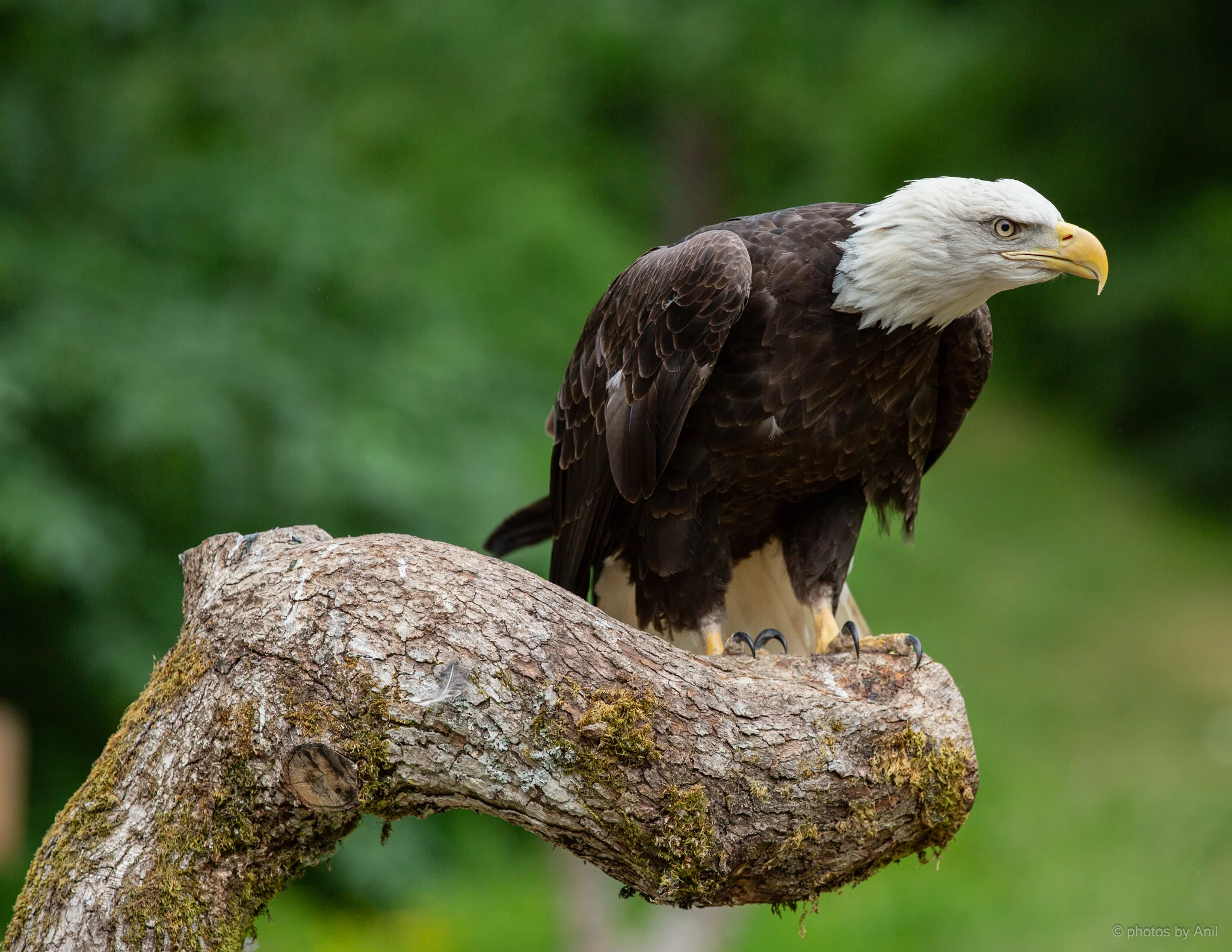 Bird photograph by Anil Somaia