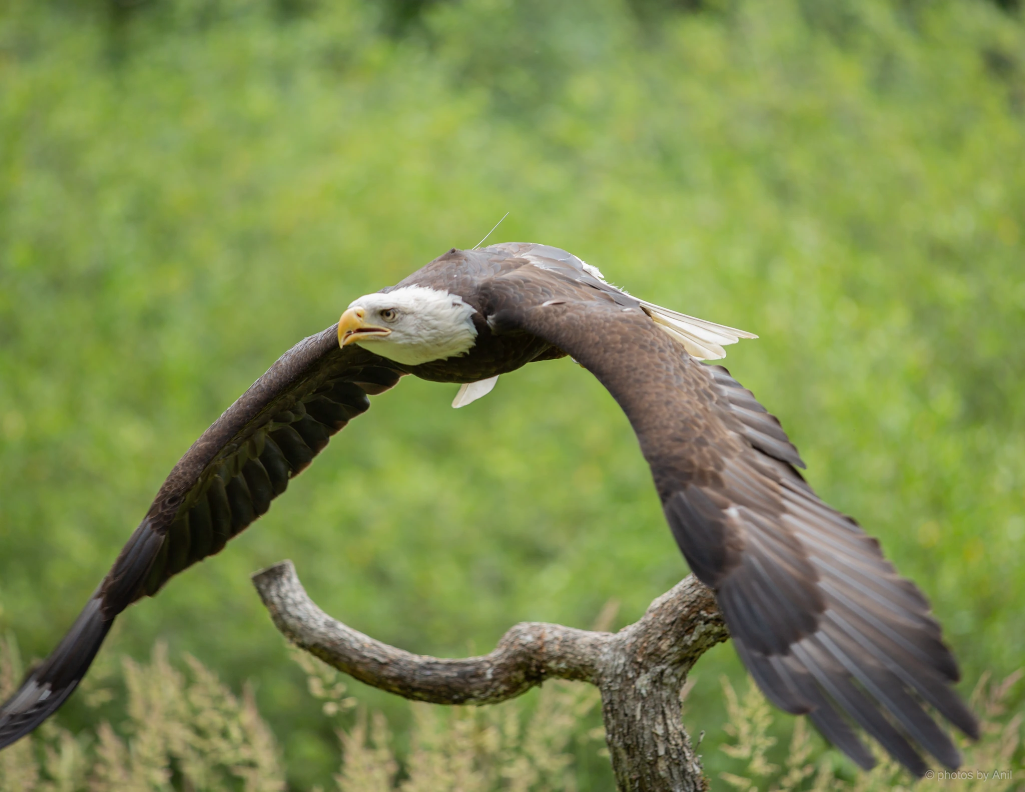 Bird photograph by Anil Somaia