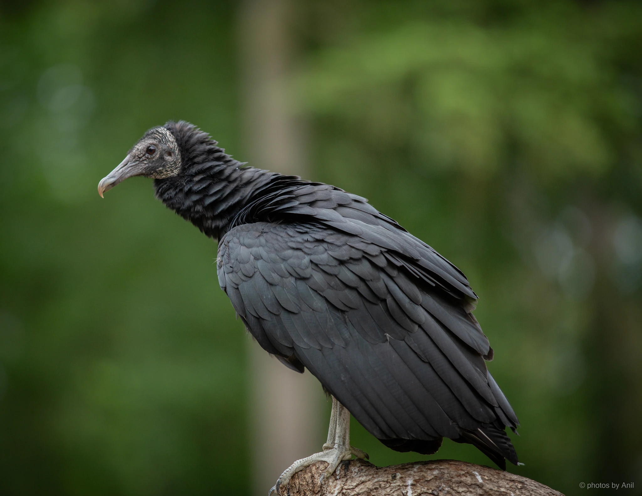Bird photograph by Anil Somaia