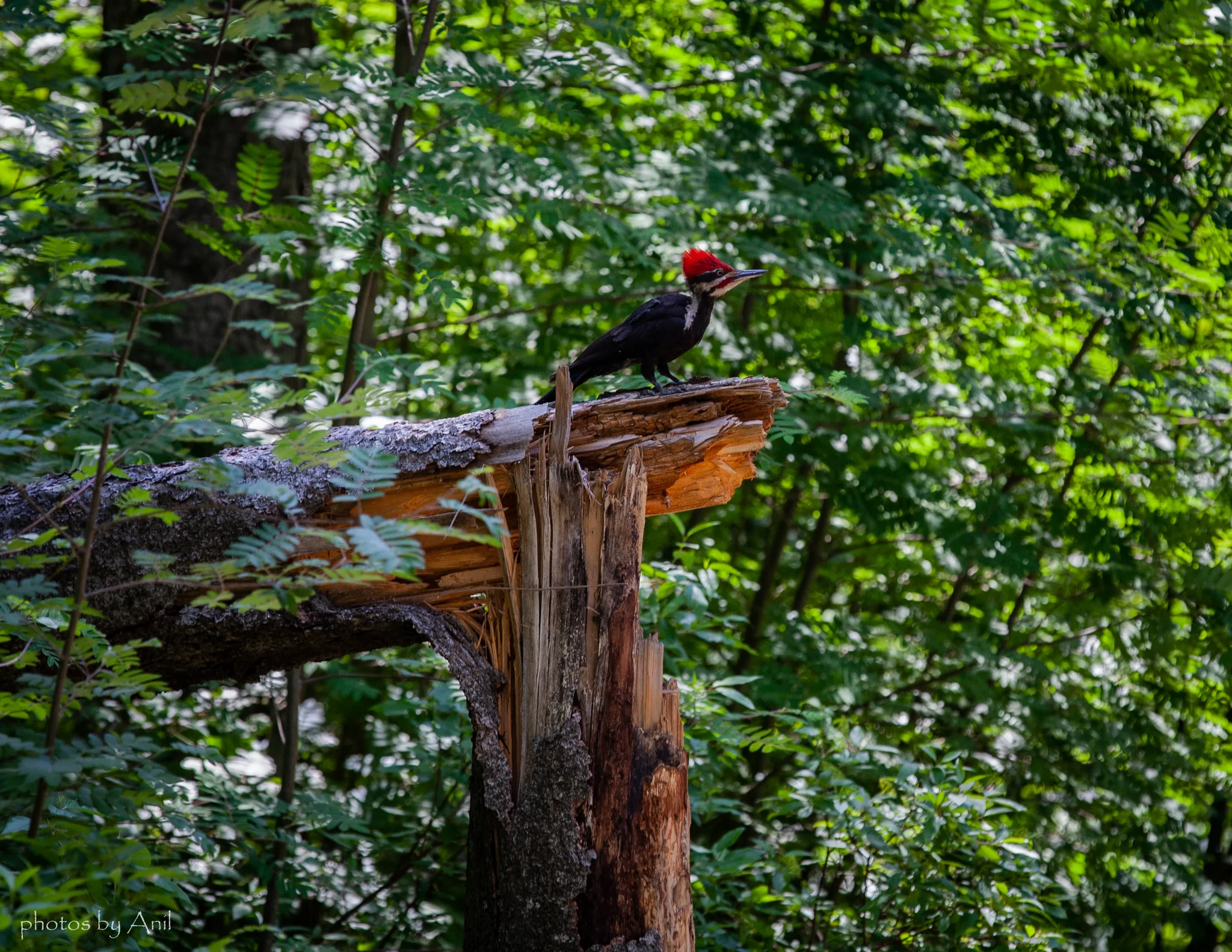 Bird photograph by Anil Somaia