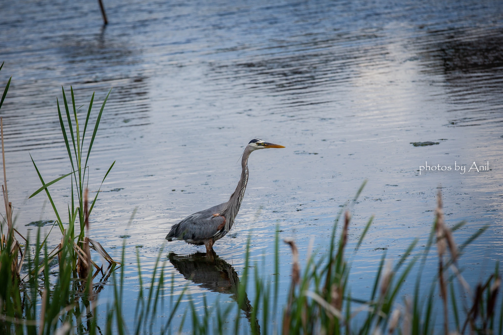Bird photograph by Anil Somaia