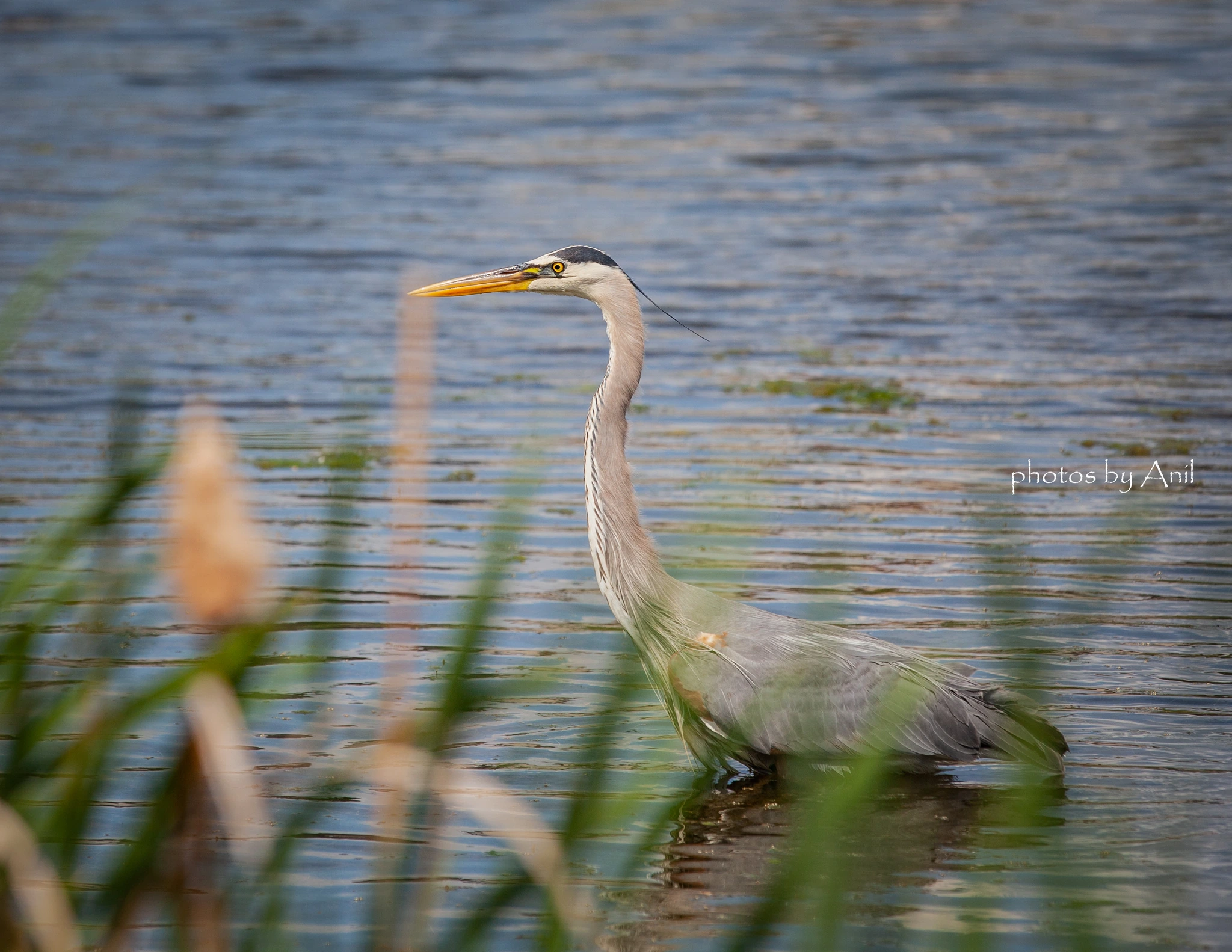 Bird photograph by Anil Somaia