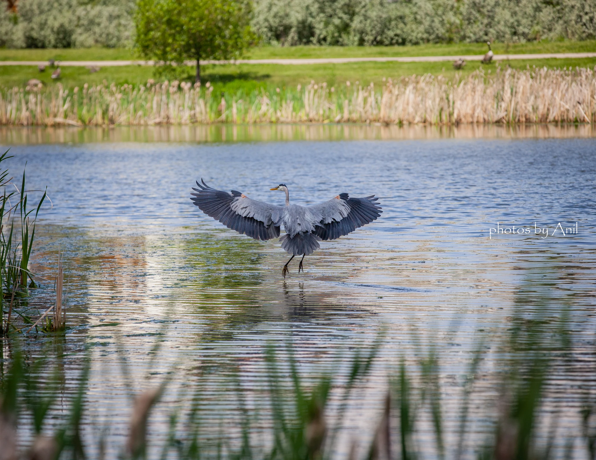 Bird photograph by Anil Somaia