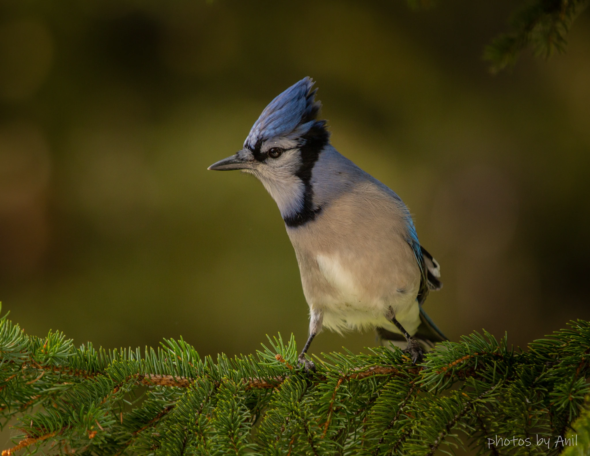 Bird photograph by Anil Somaia