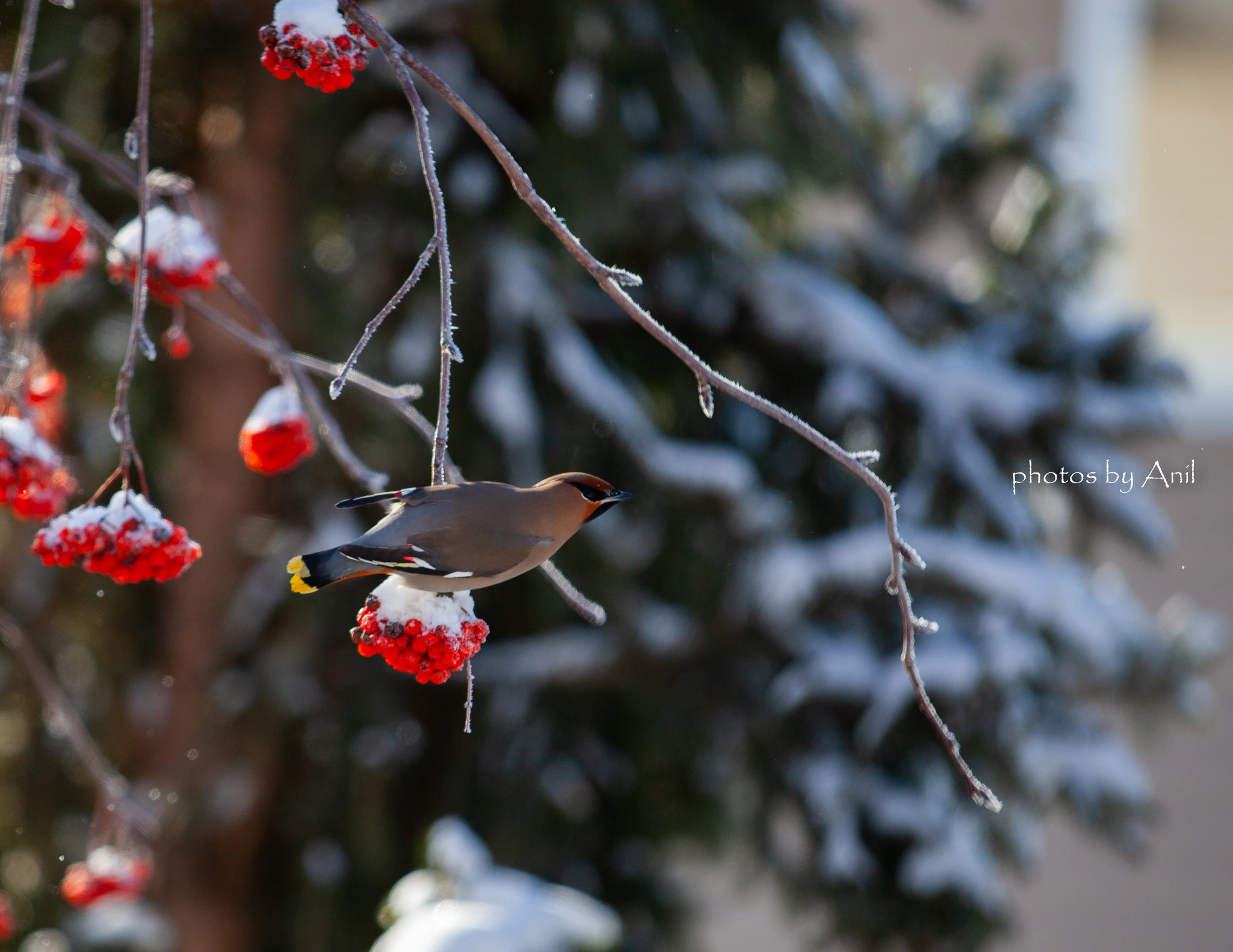 Bird photograph by Anil Somaia