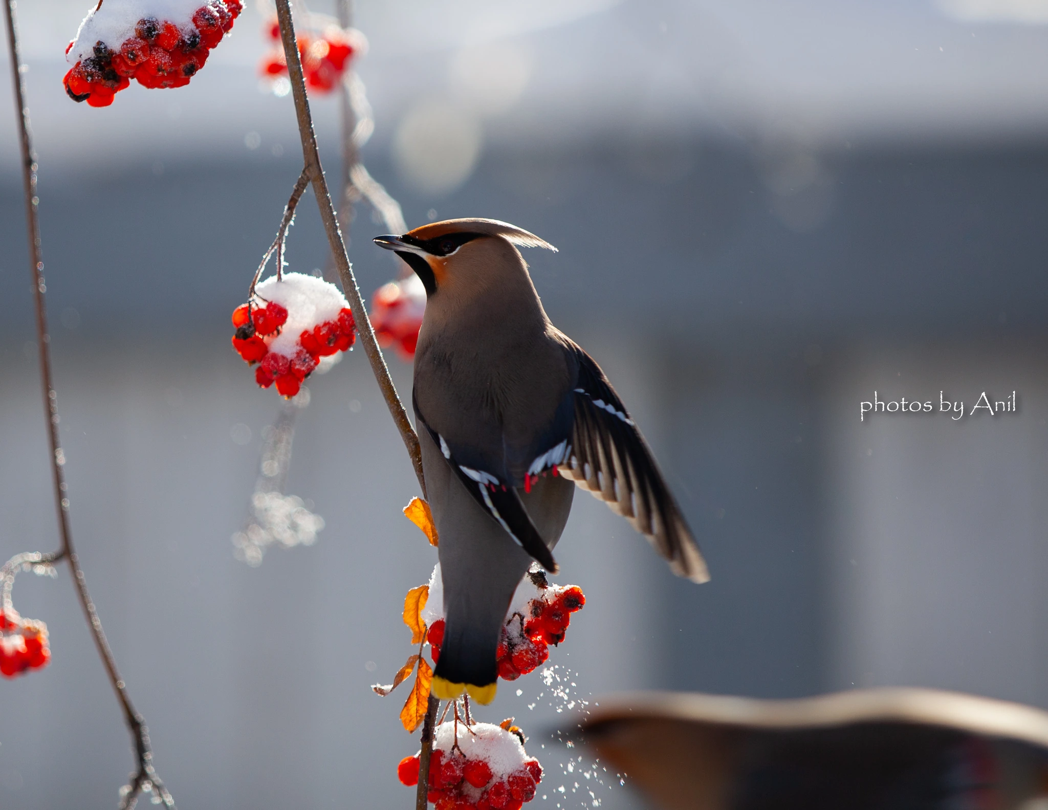 Bird photograph by Anil Somaia