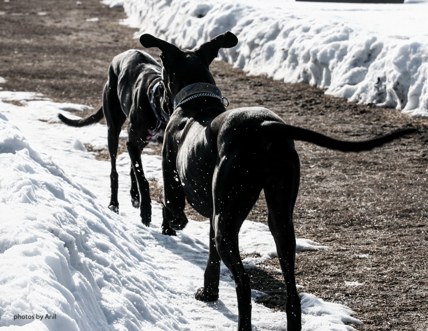 Two black dogs walking away down a cleared path between deep snowbanks