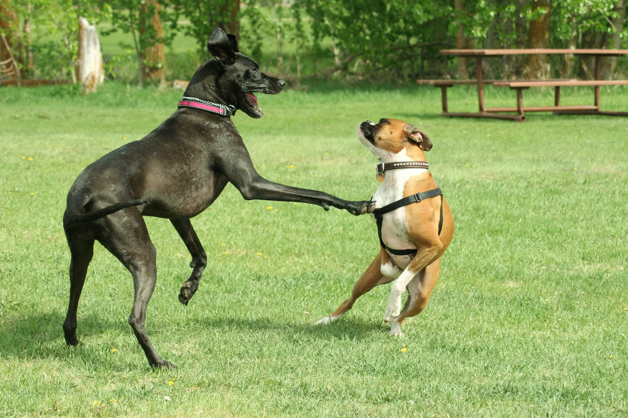 Pet photograph by Anil Somaia