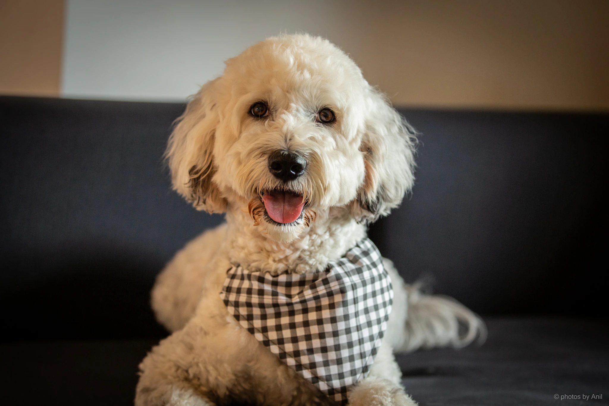 Pet photograph by Anil Somaia