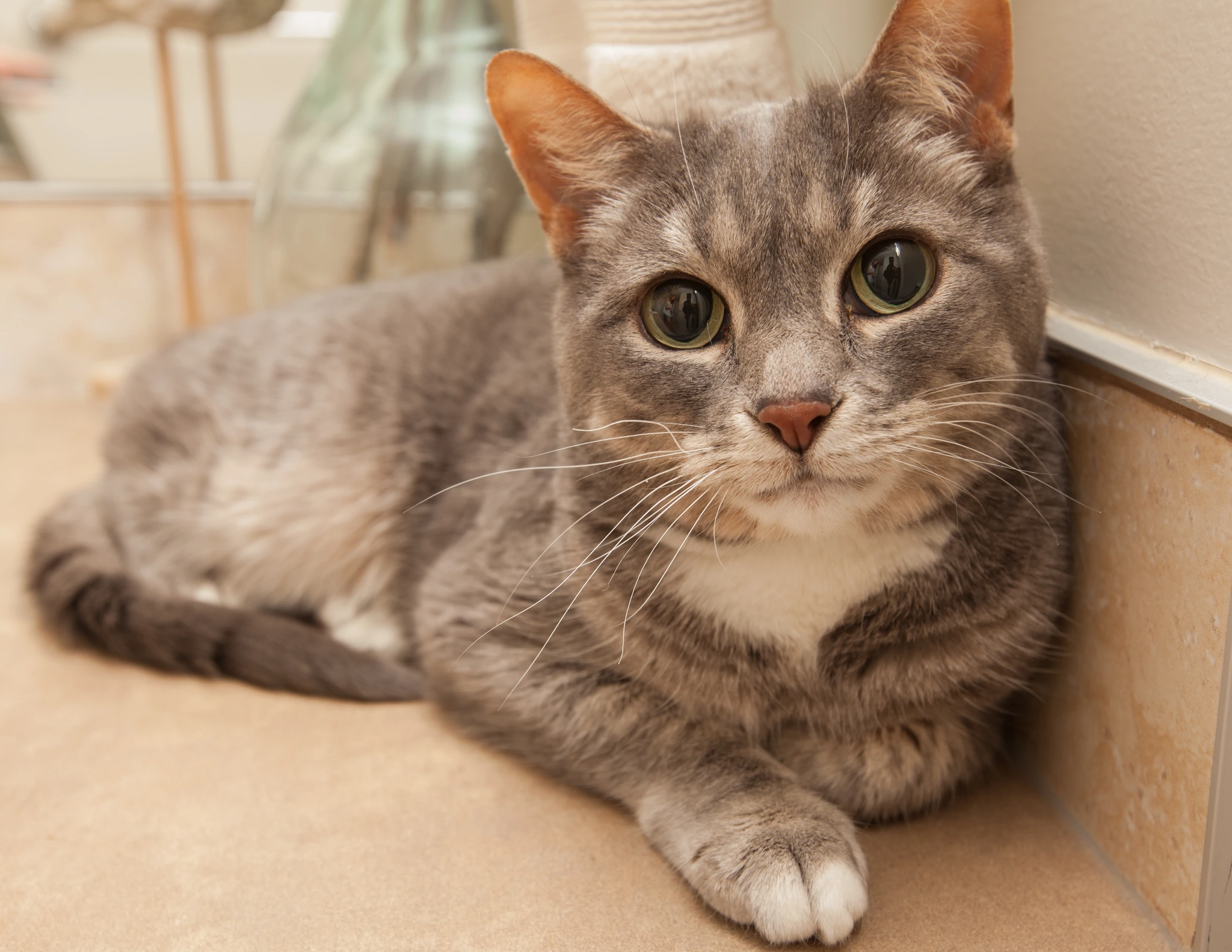 Pet photograph by Anil Somaia