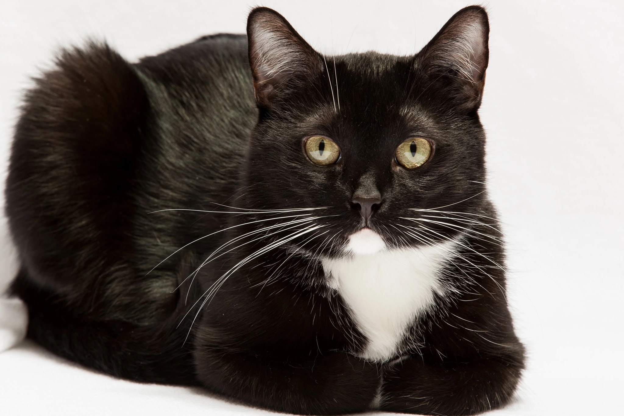Pet photograph by Anil Somaia
