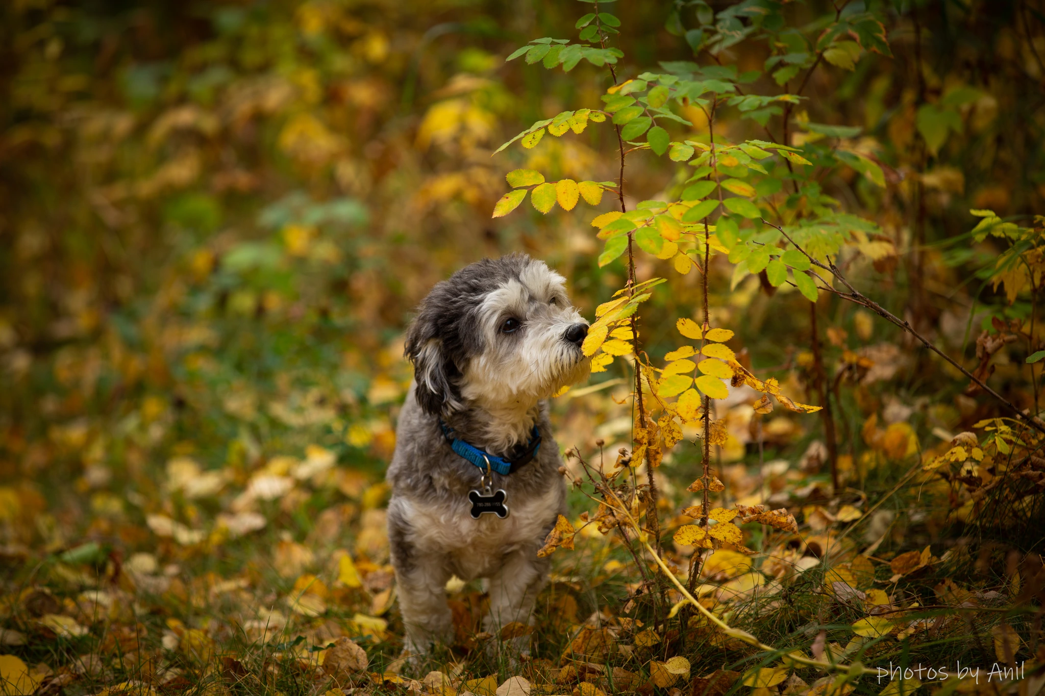 Pet photograph by Anil Somaia