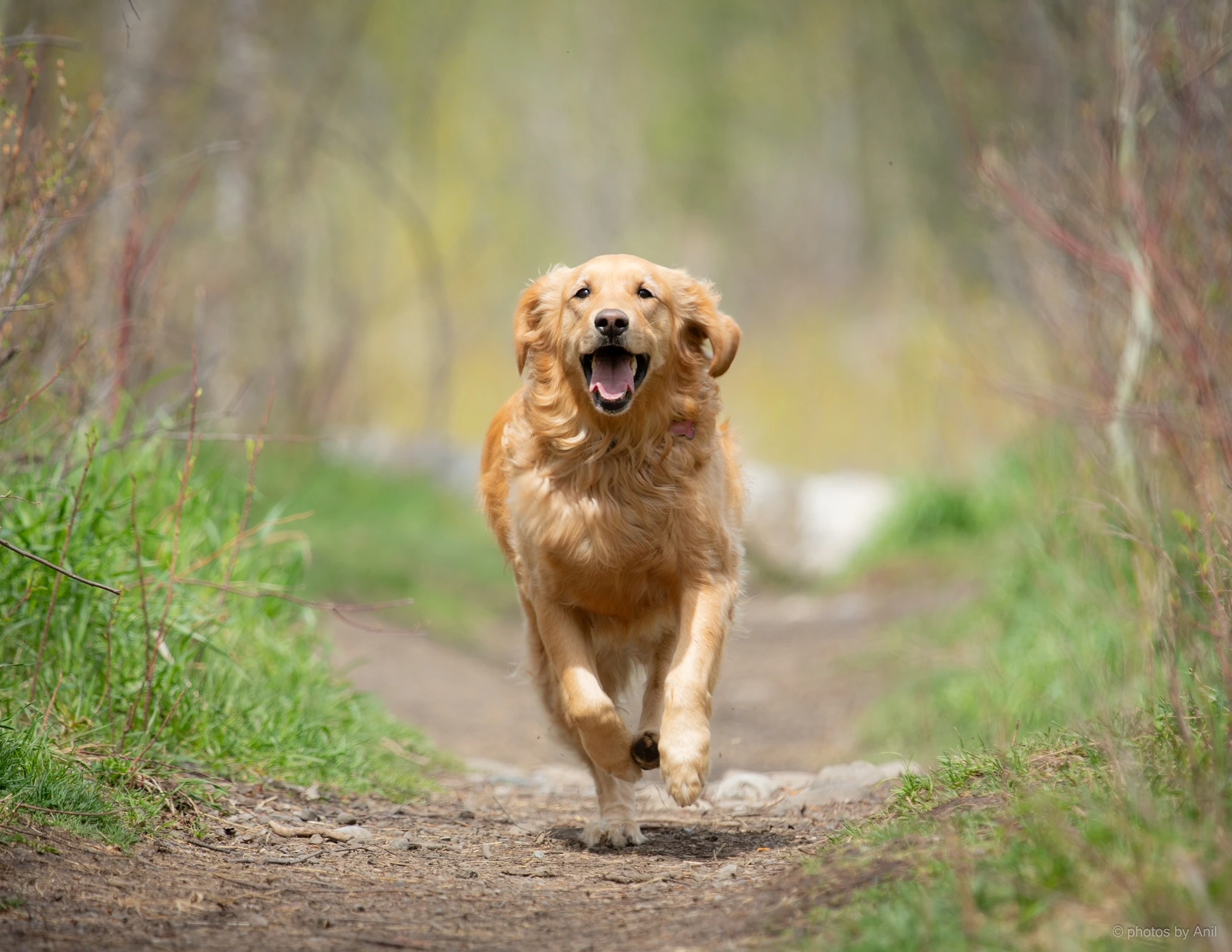 Pet photograph by Anil Somaia
