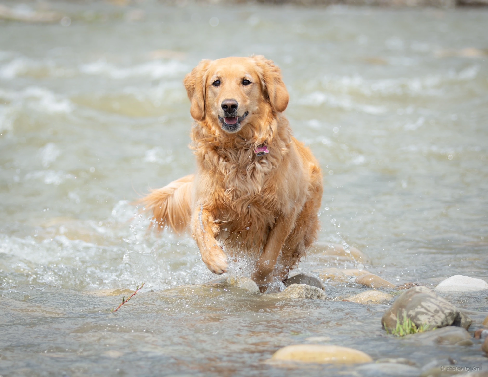 Pet photograph by Anil Somaia