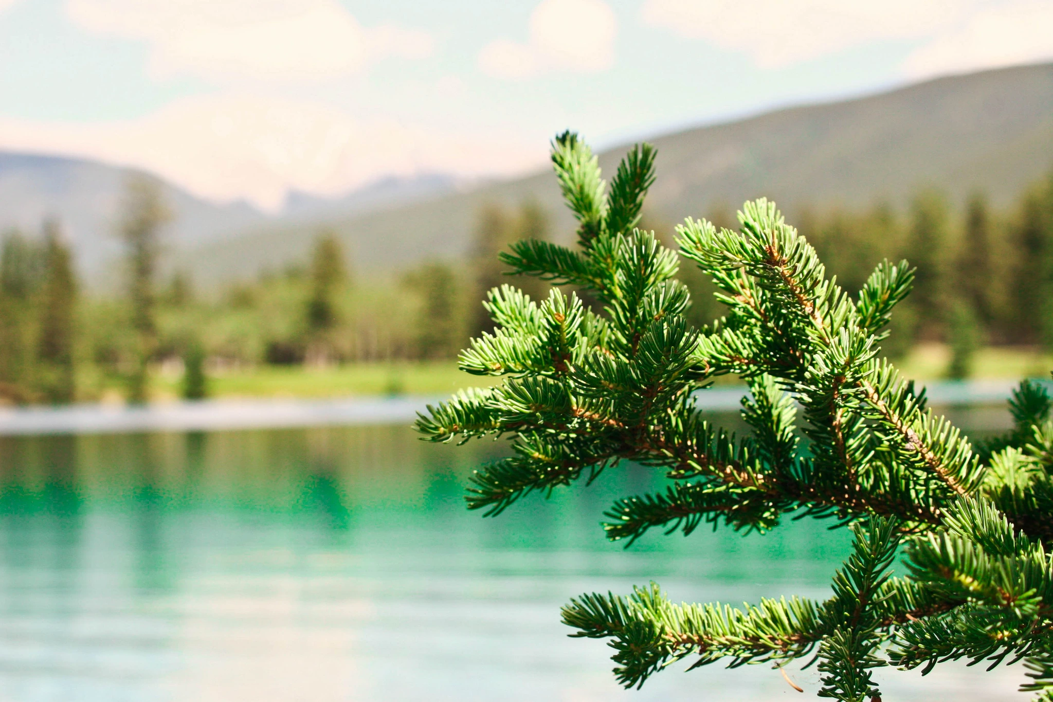 A spruce bough in the foreground with a turquoise mountain lake beyond it