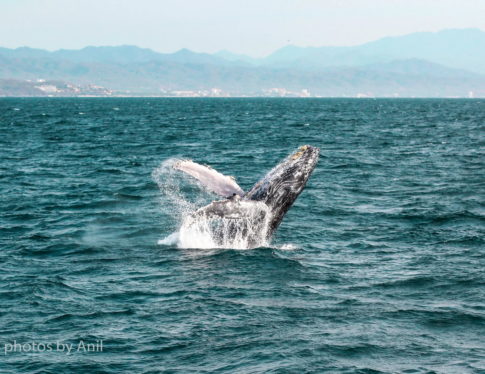 A whale breaching off a distant coastline, spray falling back into the open sea