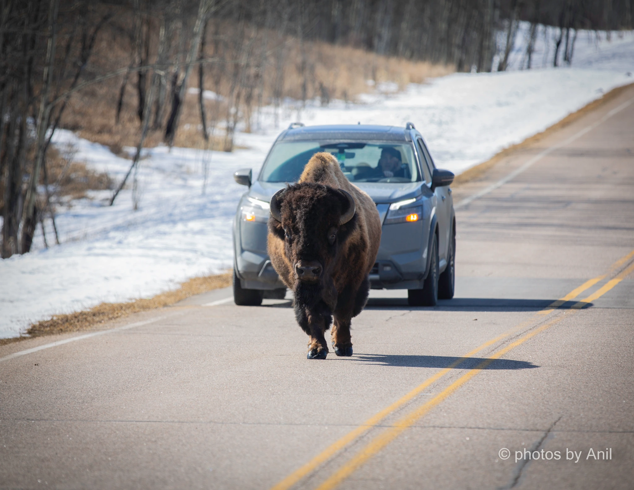 Wildlife photograph by Anil Somaia