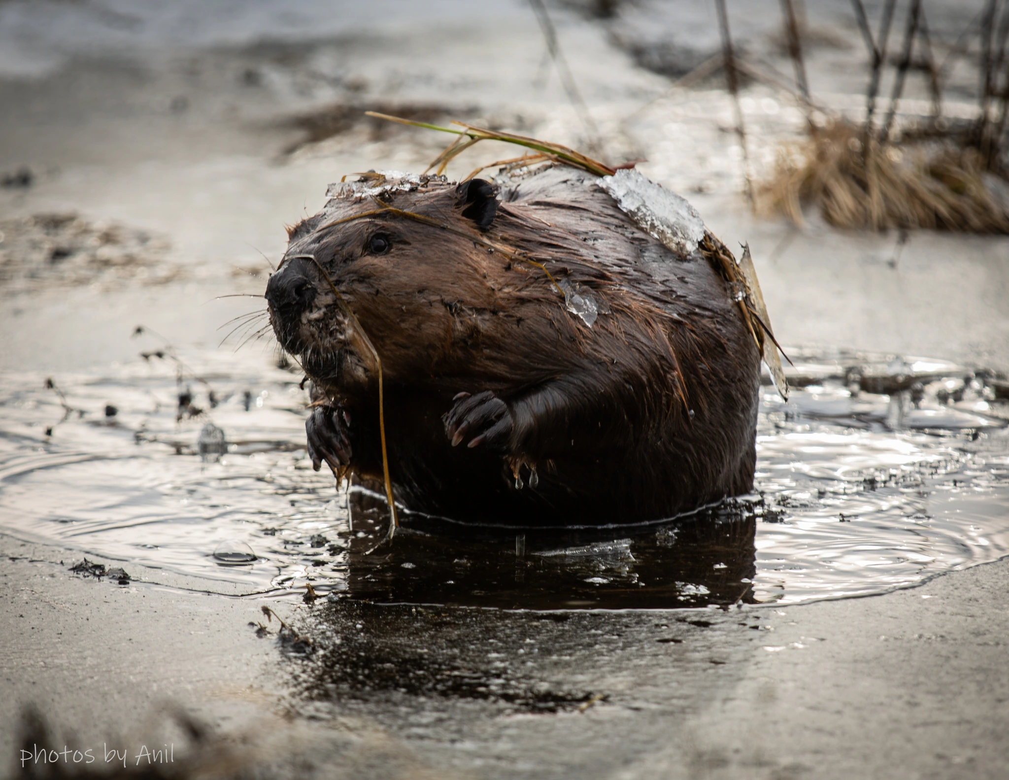 Wildlife photograph by Anil Somaia