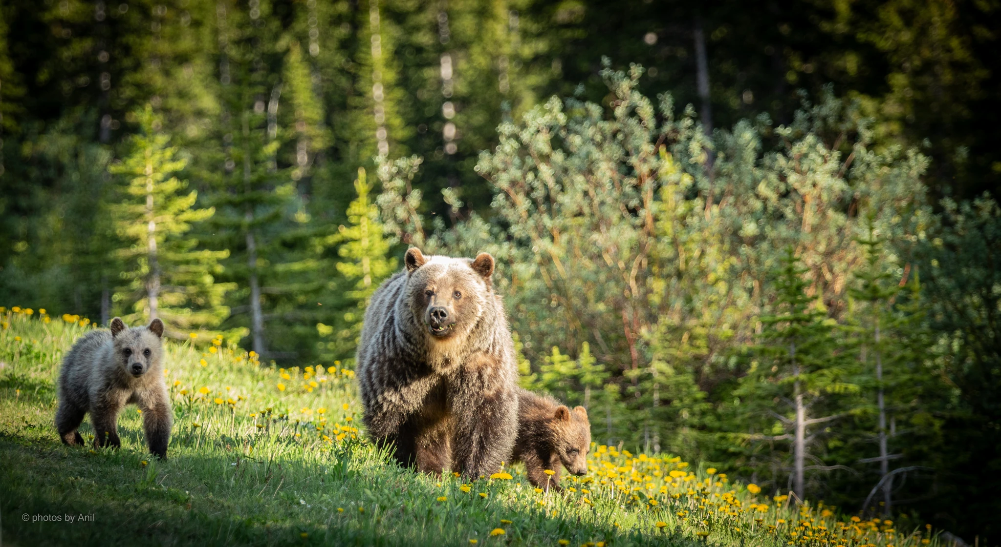 Wildlife photograph by Anil Somaia