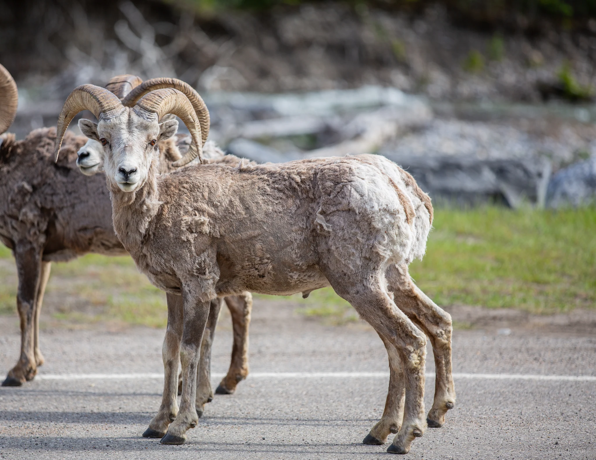 Wildlife photograph by Anil Somaia