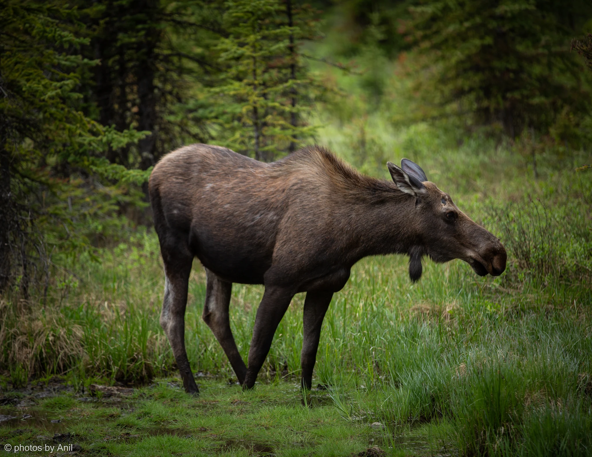 Wildlife photograph by Anil Somaia