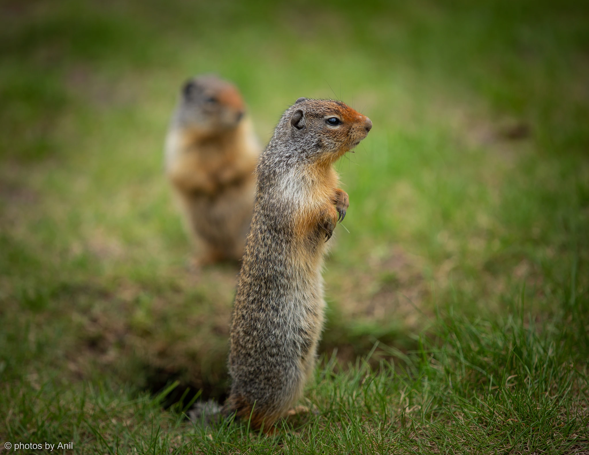 Wildlife photograph by Anil Somaia