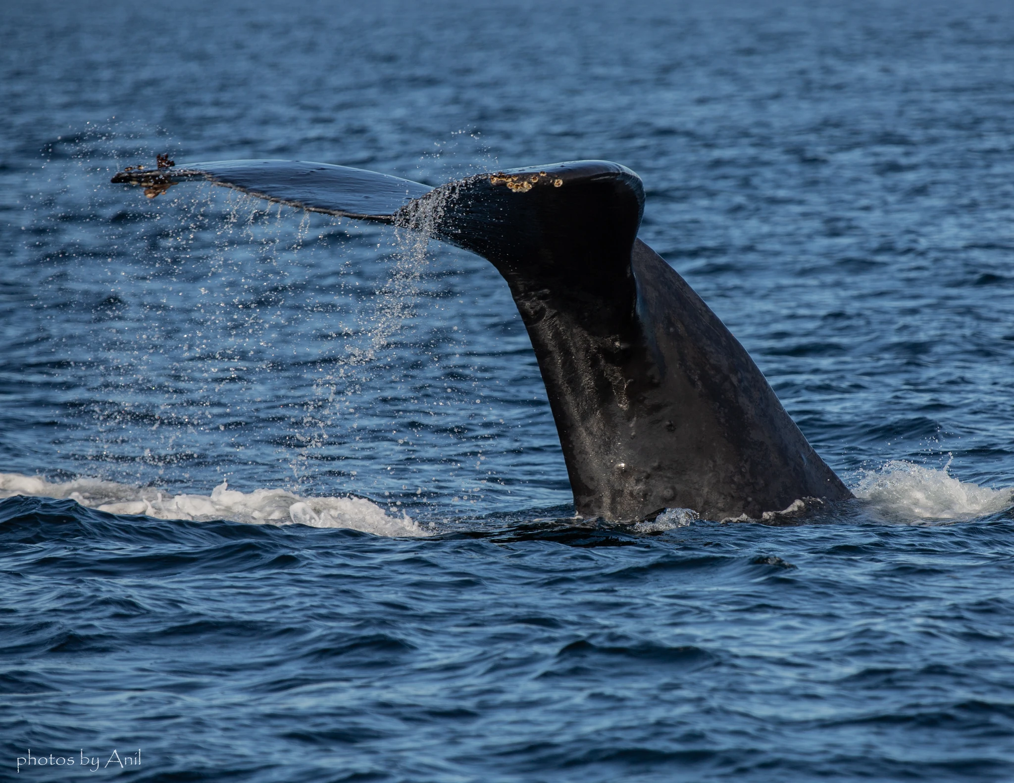 Wildlife photograph by Anil Somaia