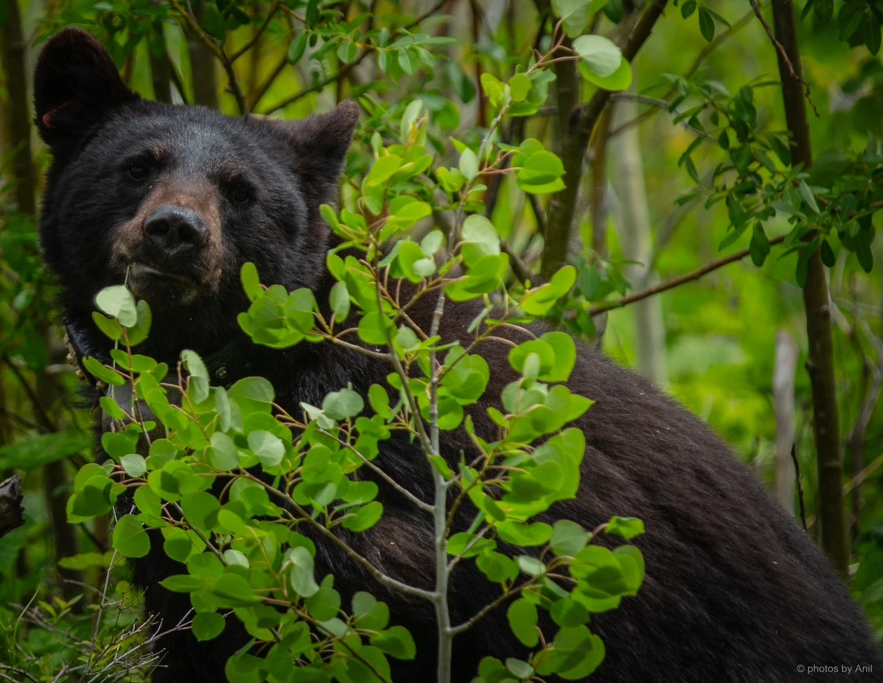 Wildlife photograph by Anil Somaia