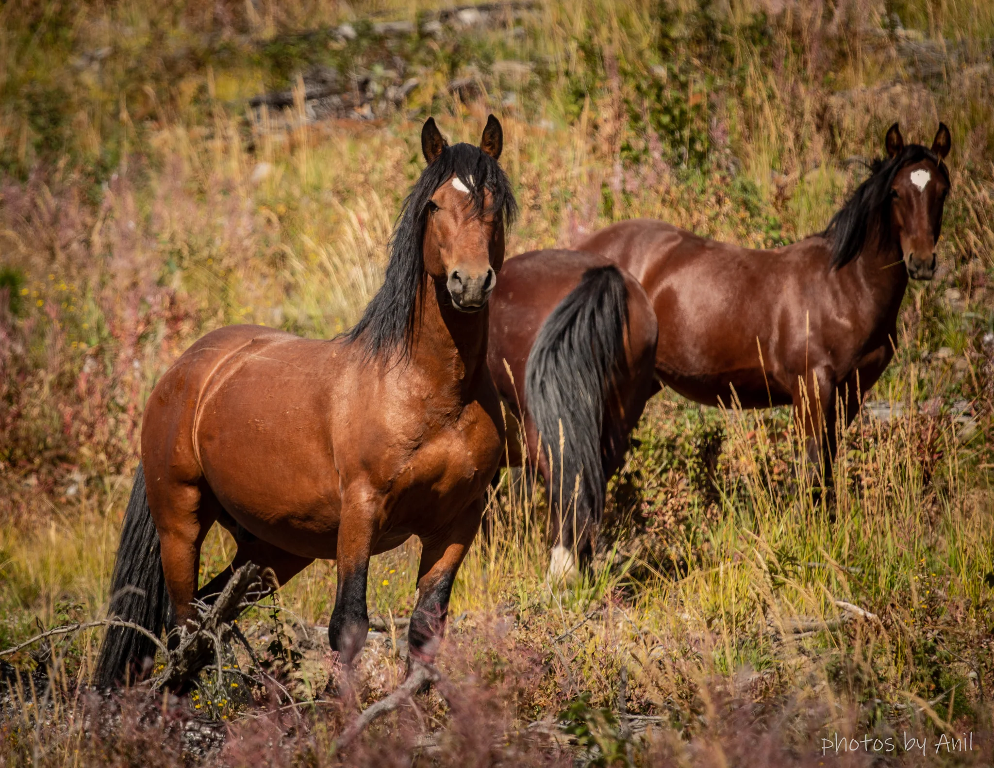 Wildlife photograph by Anil Somaia