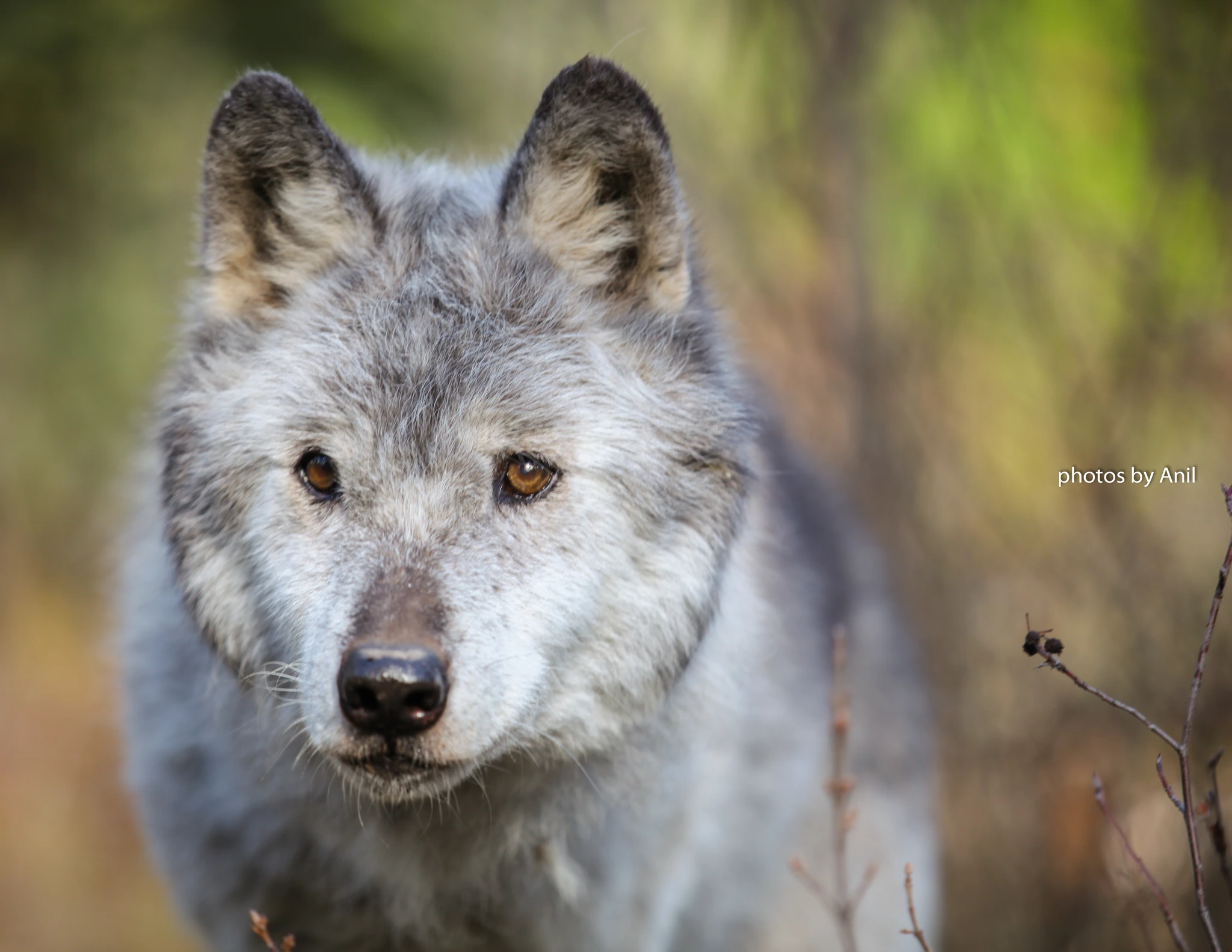 Wildlife photograph by Anil Somaia